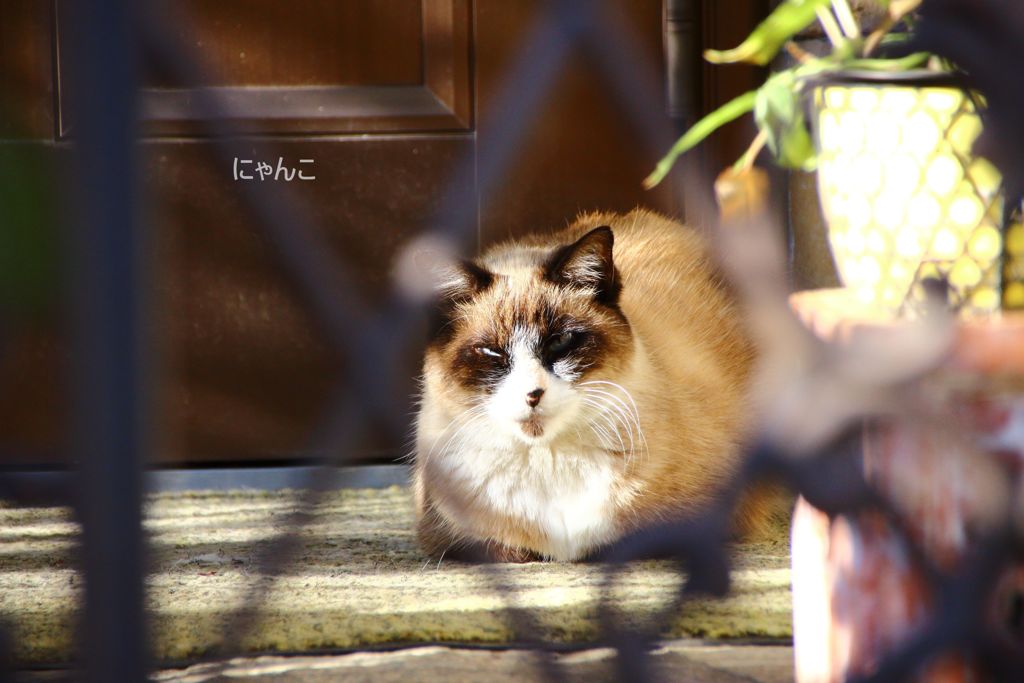 ～番猫～