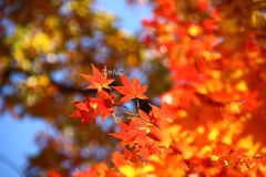 ～韓紅が空染めて～