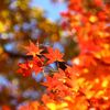 ～韓紅が空染めて～