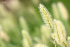～風に吹かれて～