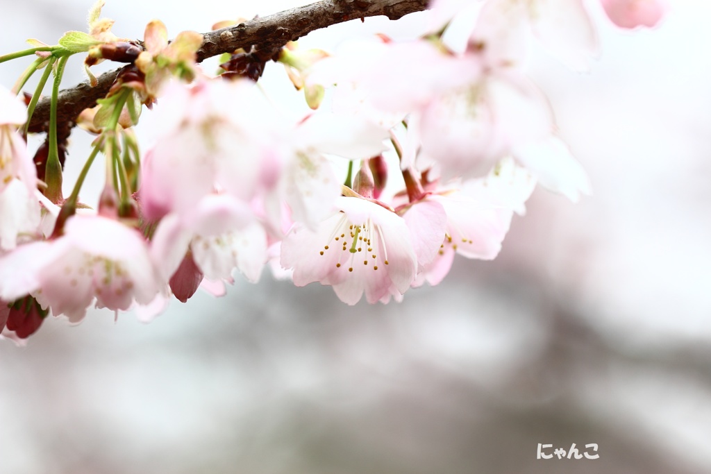 ～開花宣言～