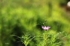 ～Cosmos～