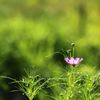 ～Cosmos～