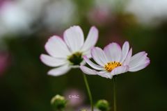 ～庭には～