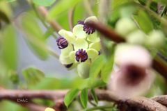～アケビの花が咲いたよ♪～