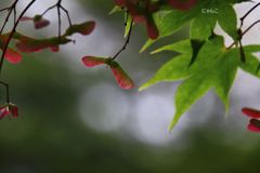 ～何処まで飛ぼうか～