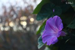 ～秋だけど～