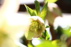 ～春告花～