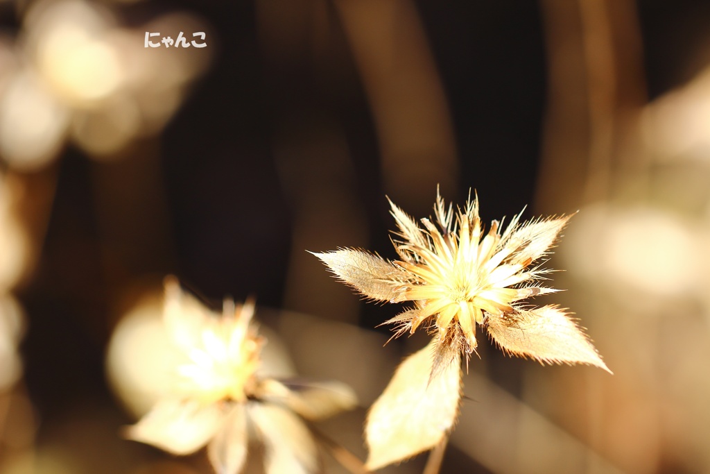 ～結晶、あるいは～