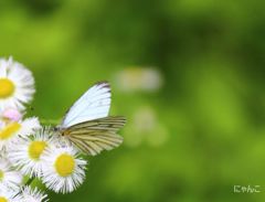 ～菜の花に止まれ