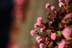 ～壁の花～