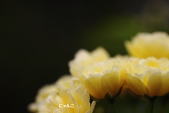 ～soubi～
