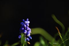 ～師走なのに～