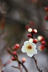 ～鶯ボール～