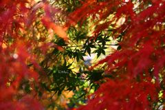 ～紅葉の向こうの青椛～