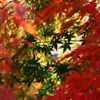 ～紅葉の向こうの青椛～