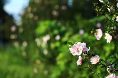 ～秘密の花園への道～
