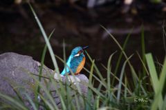 ～カワセミブルー～