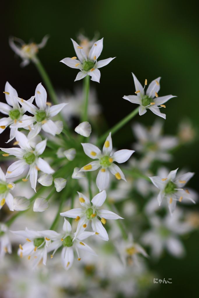 ～星を花束にして～
