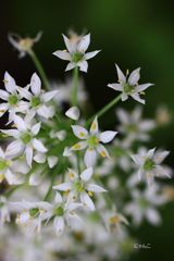～星を花束にして～