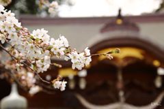 ～桜神社～