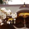 ～桜神社～