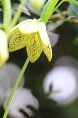～影絵遊び～