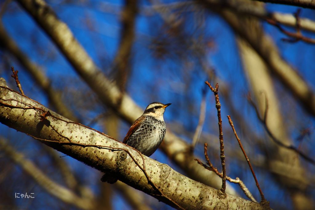 ～鳥馬～