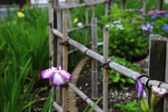 ～ミニ菖蒲園～