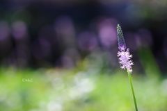 ～光、集めて～