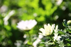 ～花開く時～