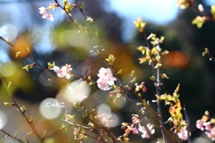 ～幸せフィルター、かけたなら～