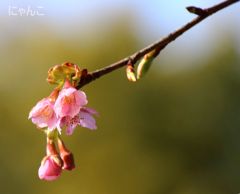 ～桜咲く～