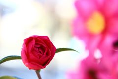 ～山茶花、サザンカ、咲いた道～
