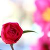 ～山茶花、サザンカ、咲いた道～