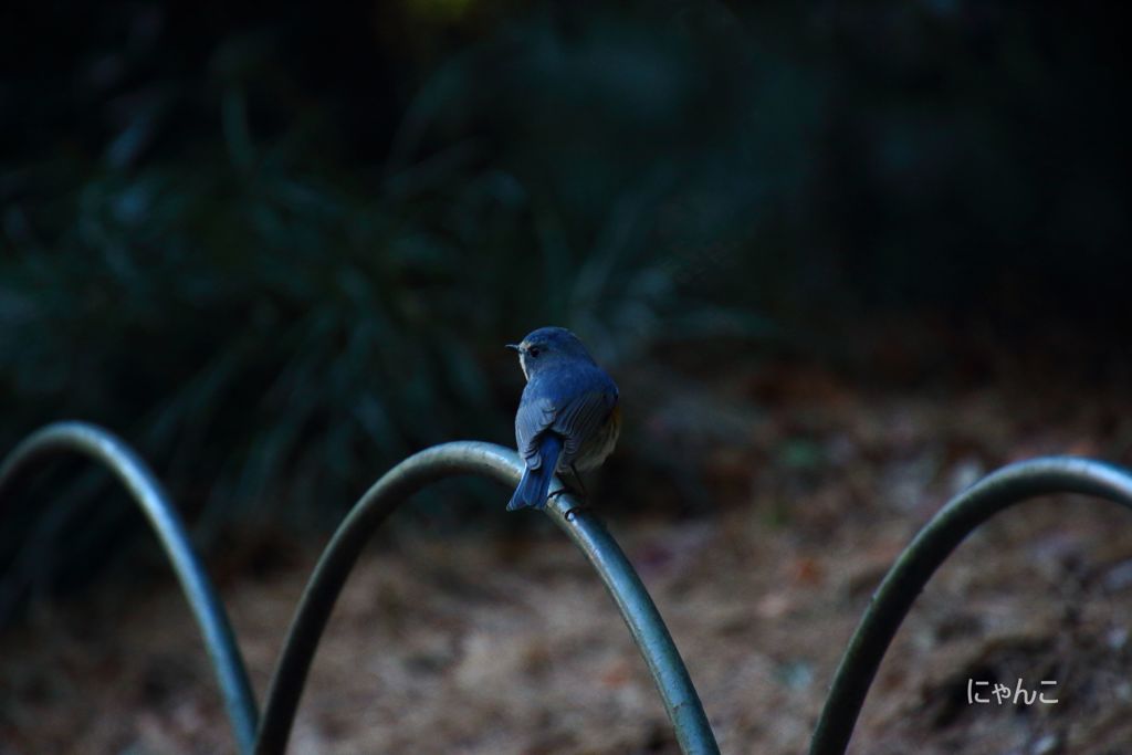 ～幸せの青い鳥～