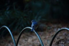 ～幸せの青い鳥～