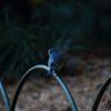 ～幸せの青い鳥～