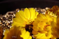 ～福寿草～