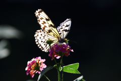 ～花から花へと～