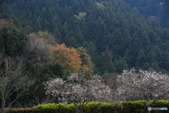 三波川コミュニティセンターの冬桜