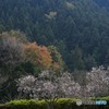 三波川コミュニティセンターの冬桜
