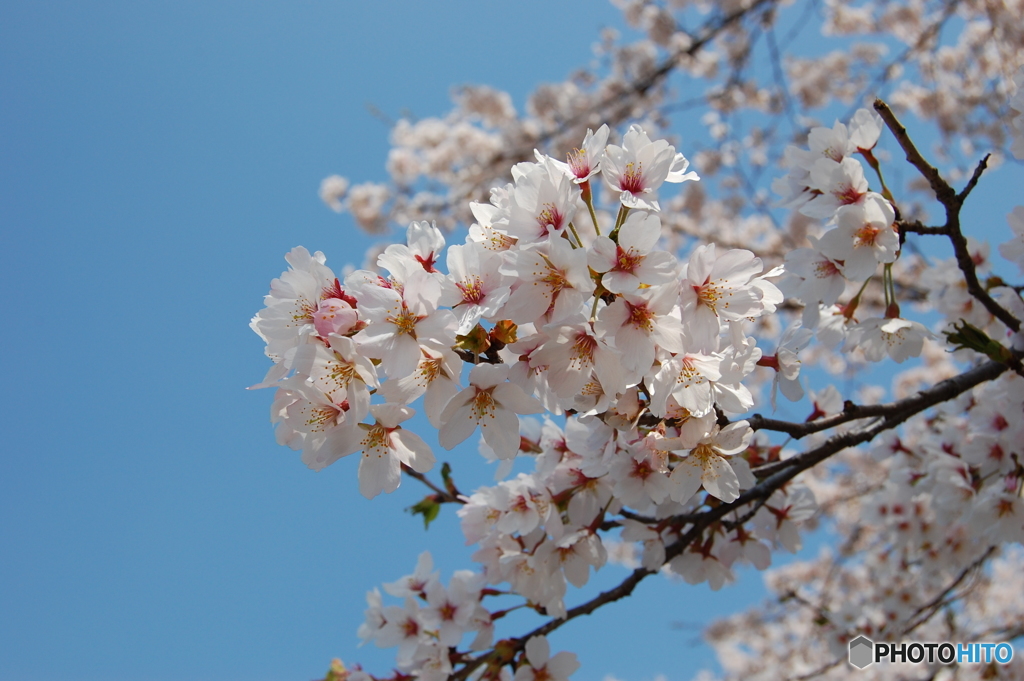 赤城千本桜