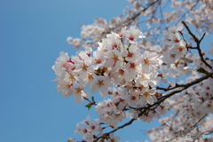 赤城千本桜