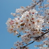 赤城千本桜