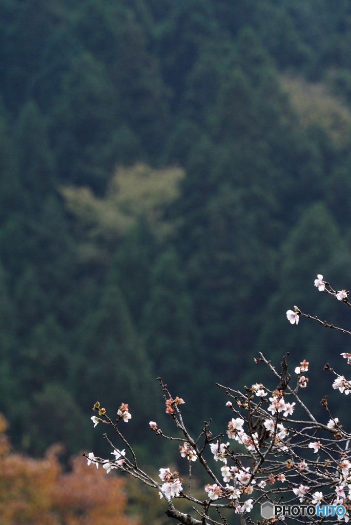 三波川コミュニティセンターの冬桜（ちょこっと）