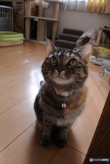 もも