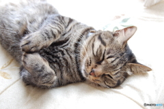 おねむねこ（くろん）