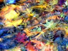 水中紅葉。