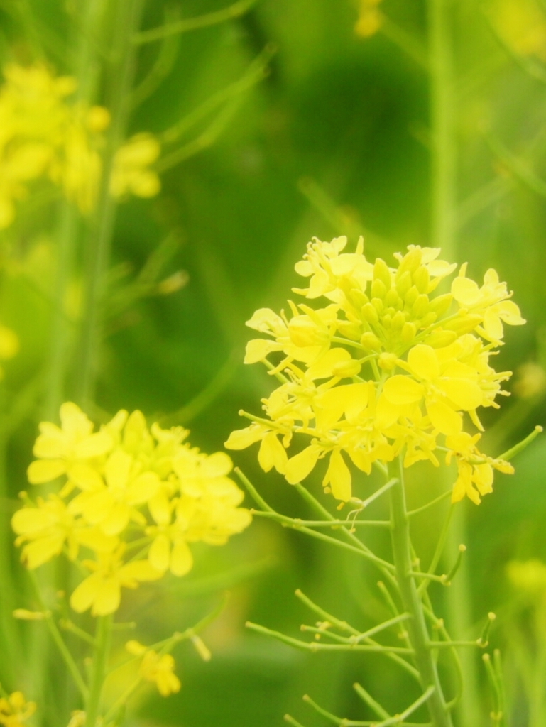 菜の花。